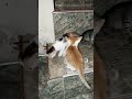 Funny cats 😻😂 Cat videos 😻😻 | 🤣😅 New Funny Cats Videos 😸😸 #catvideos #funnycats