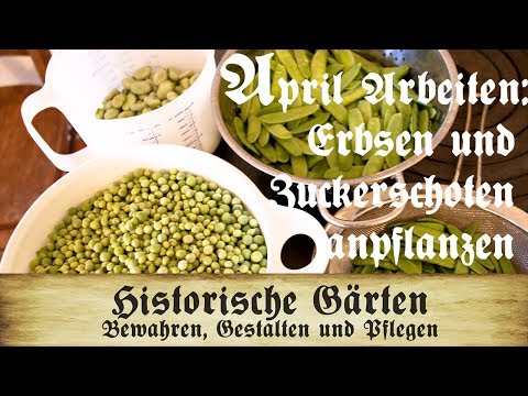 Video: Unterschied Zwischen Bohnen Und Erbsen