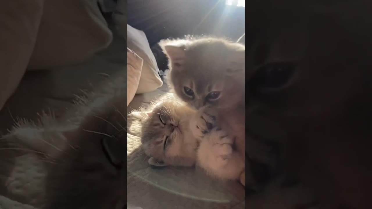 The Ultimate Morning Routine for Cat Lovers 😻 Tag Your S.O! 💕