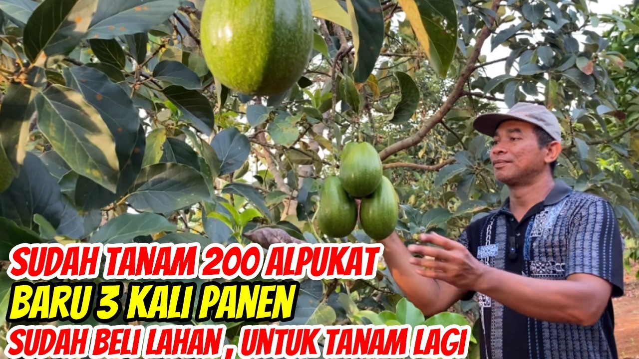 Hebat! Baru 3 Kali Panen Alpukat Sudah Bisa Ekspansi Buka Kebun Lagi!