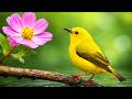 Serene Piano &amp; Bird Sounds to Soothe the Mind and Relieve Stress Naturally 🎹🕊️🌿 | No Ads