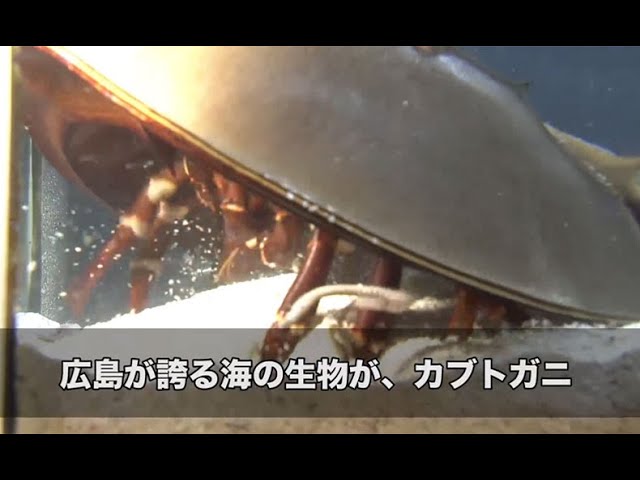 広島県】「生きた化石」カブトガニの危機 | ソーシャルイノベーション