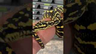 Jungle Carpet Female (Xena 3 years old) Net Worth