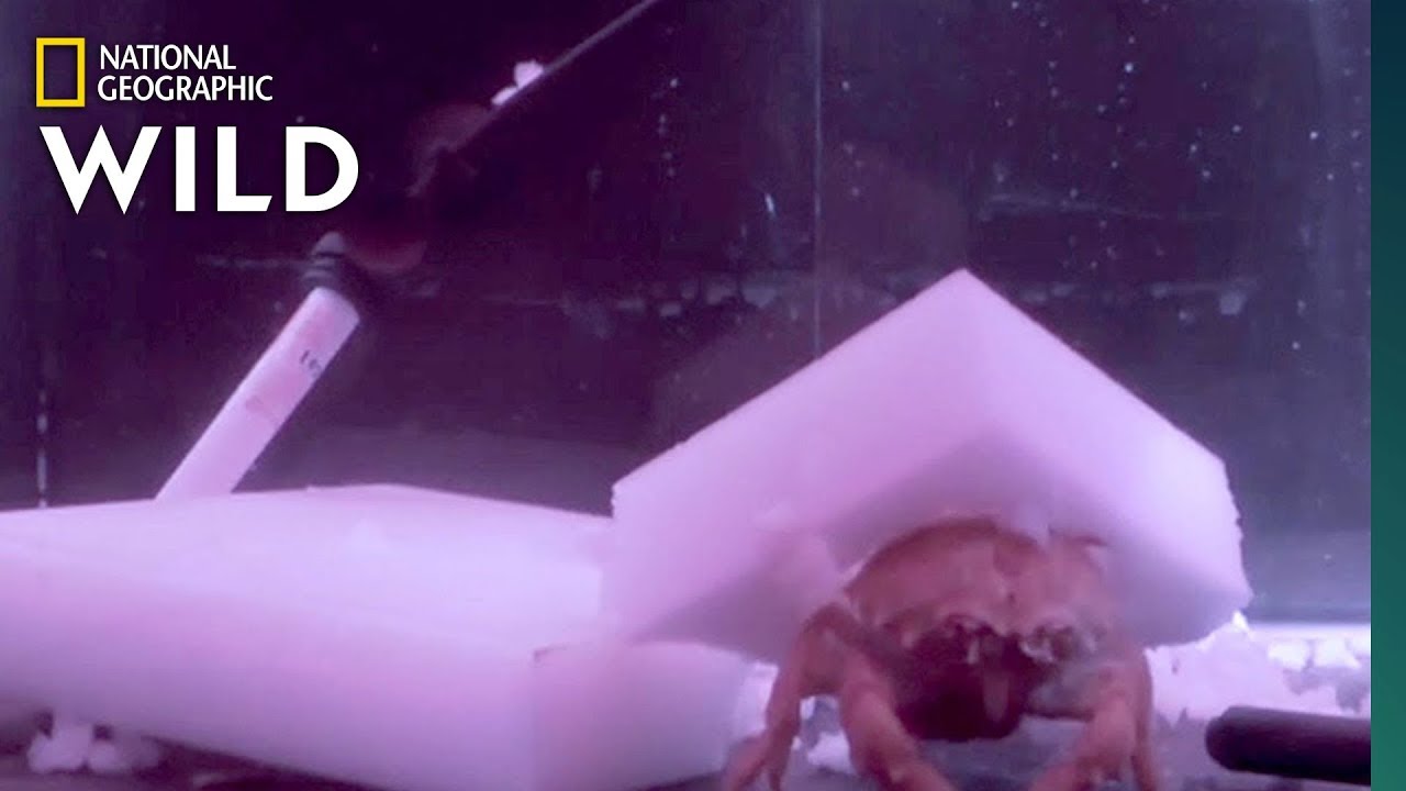 nat geo wild logo Crabs Make 'Hats' Out of Sponges | Nat Geo Wild