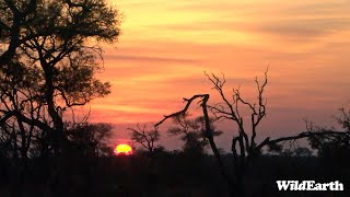 WildEarth - Sunset Safari - 24 July 2023