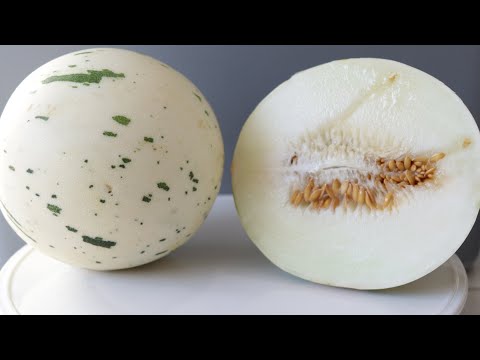 How to Eat Gaya Melon Snowball Melon Dinosaur Egg Melon | Taste Test
