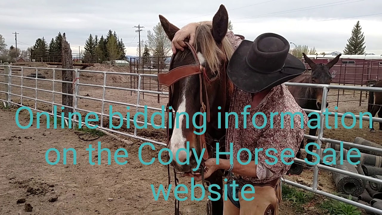 Cody horse sale 2018 Copper hip 39 YouTube