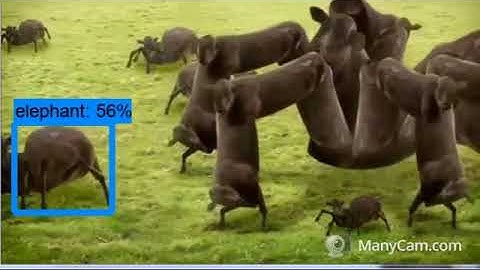 (computer vision) recognition  of cows clips