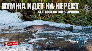 Кумжа идет на нерест / Seatrout go for spawning. Salmon protection