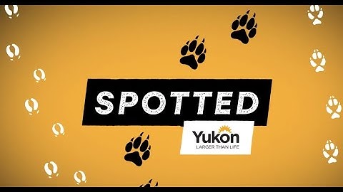 Spotted: Arctic Ground Squirrel