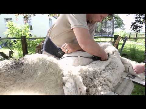 Alpaka Schur - Alpaca shearing