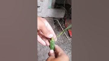 Technique Grafting Mango From Cutting And Get Growing Roots In Aloe vera
