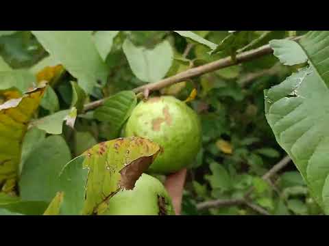 Video đời sống.khám phá. trải nghiệm.hái ổi ăn.cây ngoài... - youtube