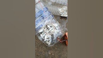 Bẫy cá linh non bằng chai nhựa tái chế