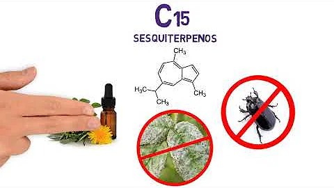 Como extrair terpeno?