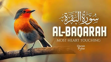 سوره بقره (سوره البقرة) | نور ایمان که از تاریکی ها محافظت می کند 💖 | قرآن شفابخش