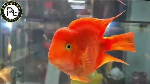 Cá hồng Két King Kong size 5 ngón tại PT Arowana | A2ZVideos