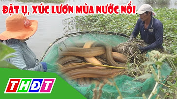 Đặt ụ, xúc lươn tự nhiên trên đồng nước nổi | THDT