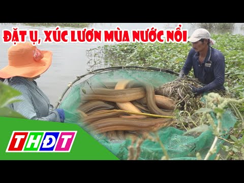 Video Đặt ụ, xúc lươn tự nhiên trên đồng nước nổi | THDT - youtube