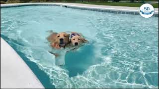 Oliver and Willa Swimtime! by Holiday Barn Pet Resorts 68 views 1 year ago 11 seconds