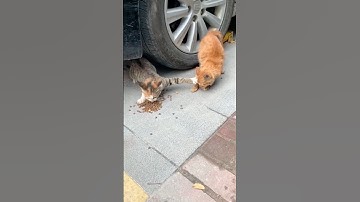 Funny Cats Compilation That Will Make You Laugh Hard! 🤣 #funny #cat #shorts