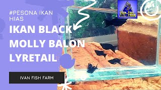 Mengenal Ikan Black Molly Balon Lyretail | Budidaya Ikan Molly