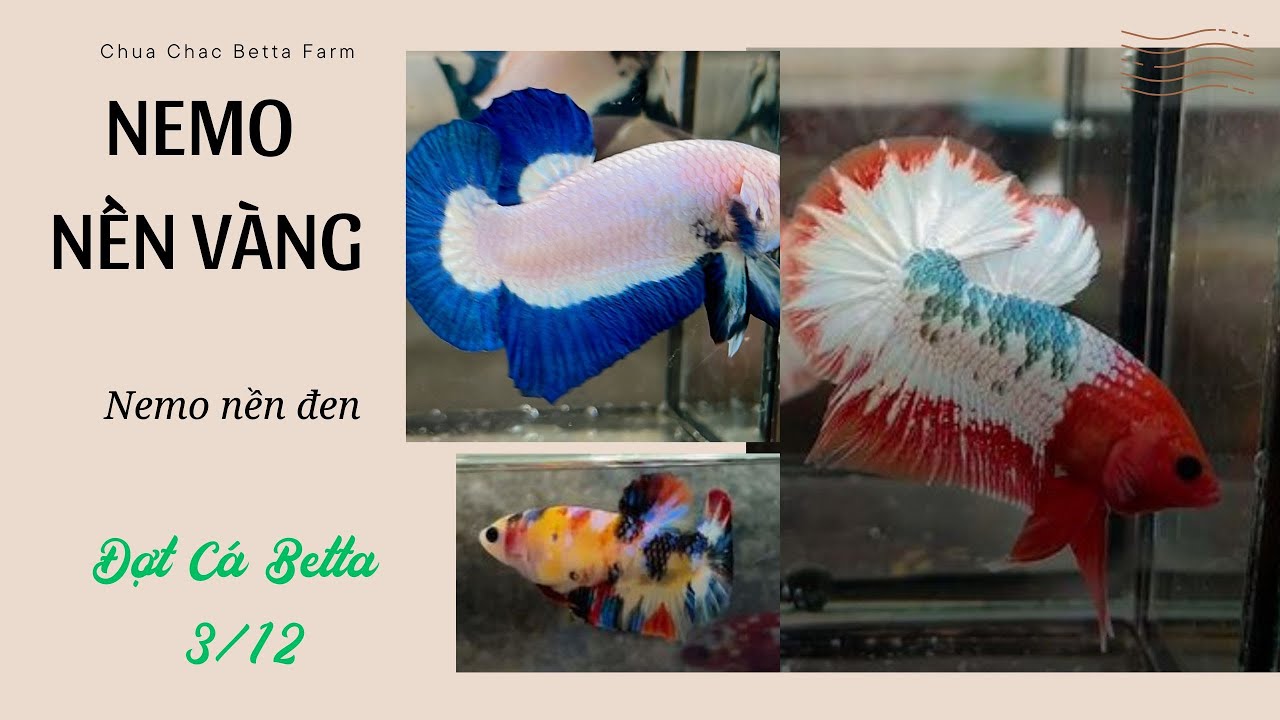 Đợt Cá Betta 3/12 Red Fancy, Samurai, Black Nemo Yellow Base gen tốt giá rẻ FREESHIP TẶNG MÁI