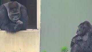 Shabani worried about a mother gorilla who was beaten by her son gorilla