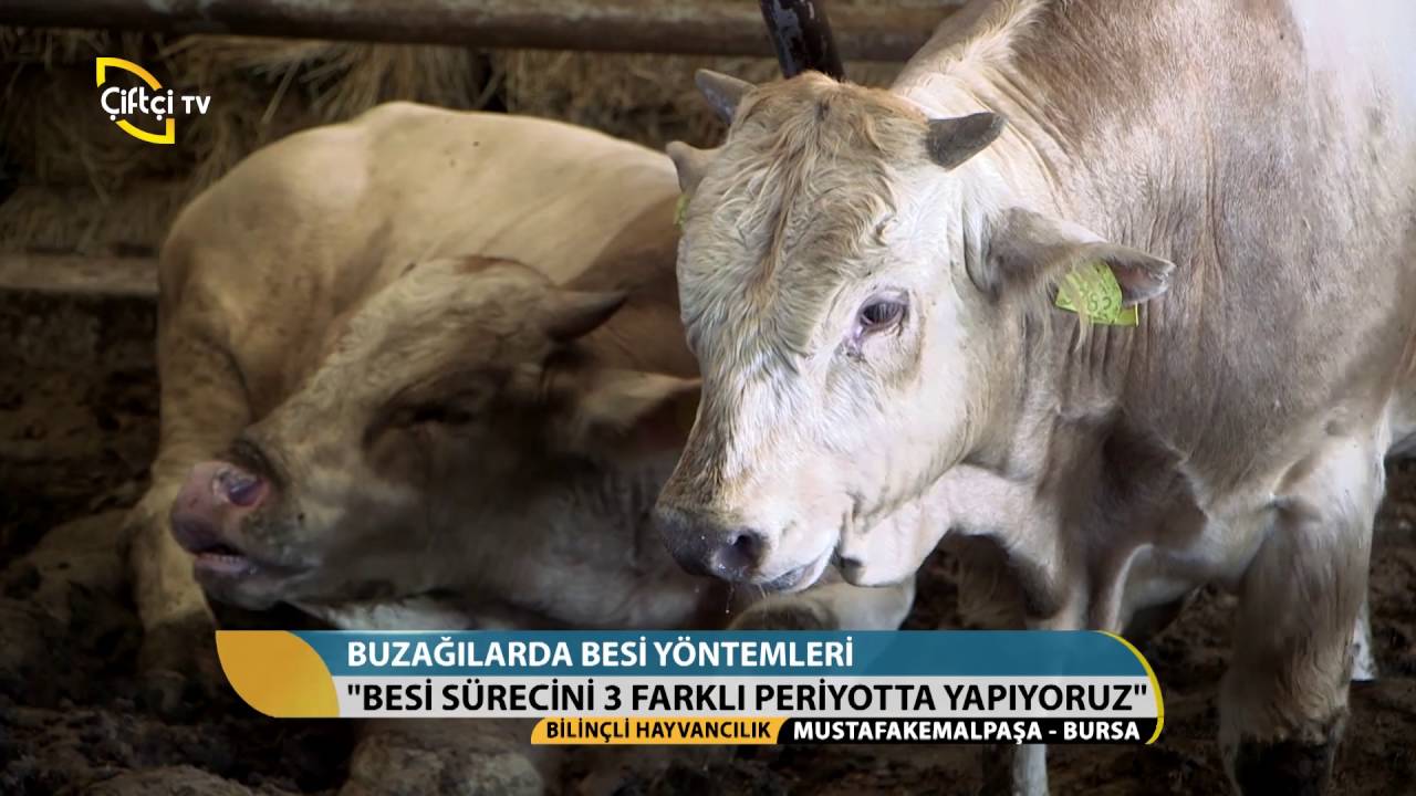 Bilinçli Hayvancılık-Buzağılarda Besi Yöntemleri