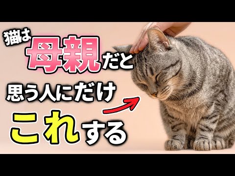 猫がこねる理由と飼い主が知るべき真実！本能と愛情の秘密