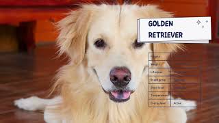 Unleash The Love: Why Golden Retrievers Make Great Pets"