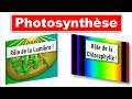 PHOTOSYNTH&Egrave;SE : Le R&ocirc;le Incroyable de la Lumi&egrave;re et de la Chlorophylle !