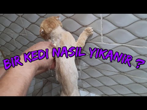 Kediler Nasıl Yıkanır? Kediye Özel Şampuanlama ? Kediye Fön Çekilir Mi? Kedi Bakımı Hakkında Her şey