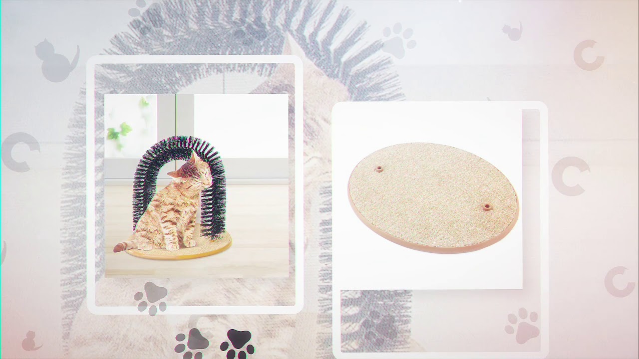 Cat Scratching Arch - YouTube