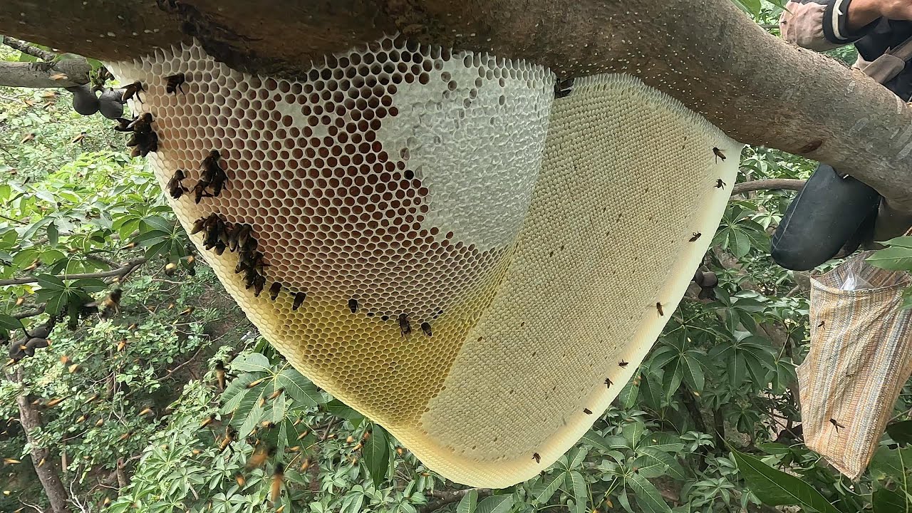 ตีผึ้งรังนี้หัวน้ำและรังสวยมาก  |  พรานหมึก คนตีผึ้ง