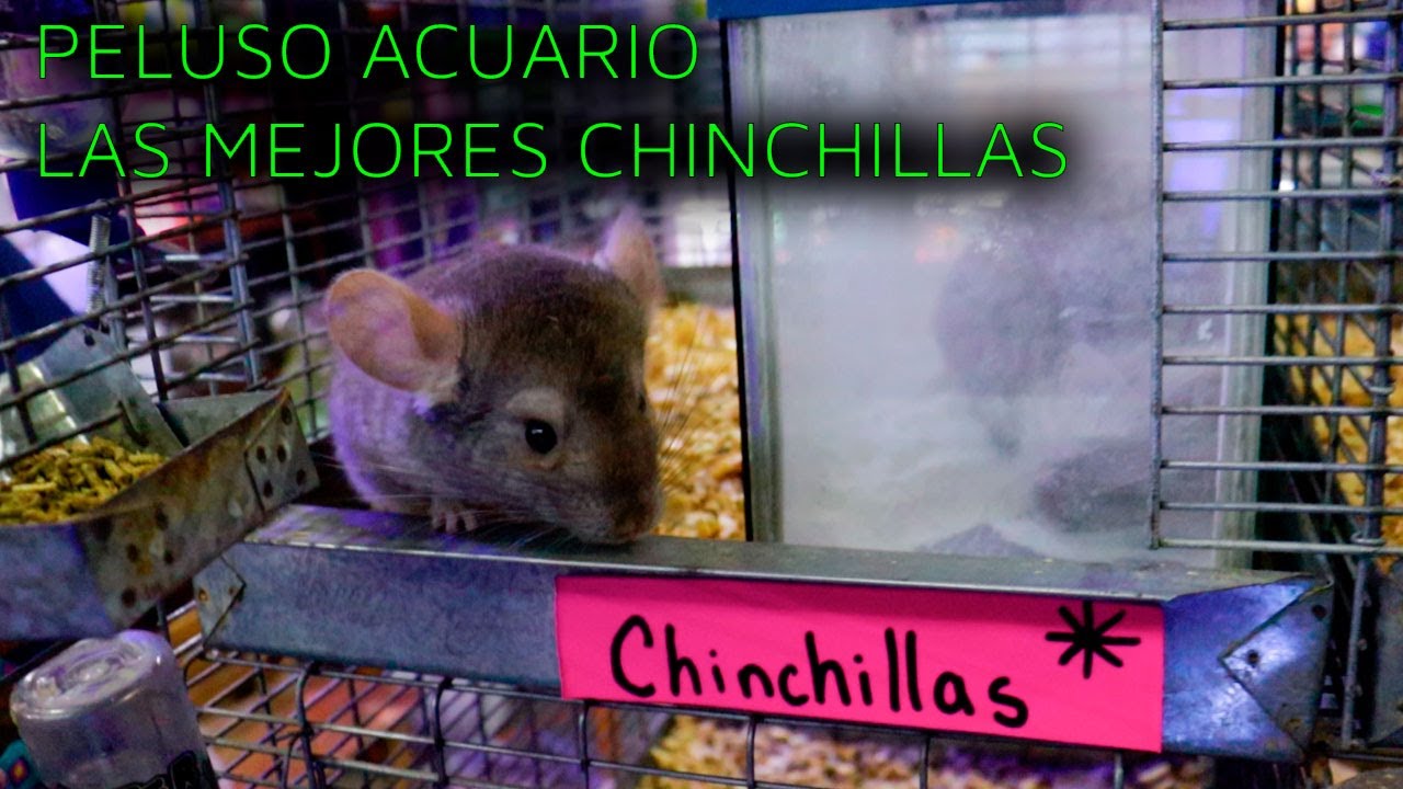 PELUSO ACUARIO | EXCELENTE LOCAL PARA COMPRAR UNA CHINCHILLA |