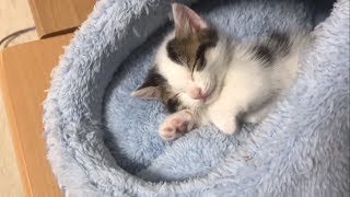 Cute kittens cry as they get sleepy.