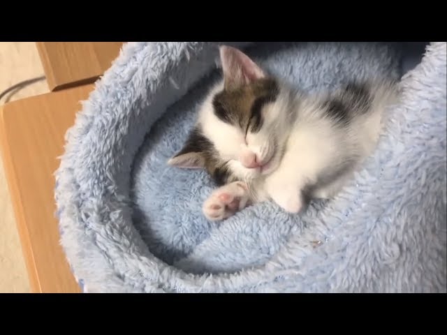 眠たいときの子猫の鳴き声がかわいい