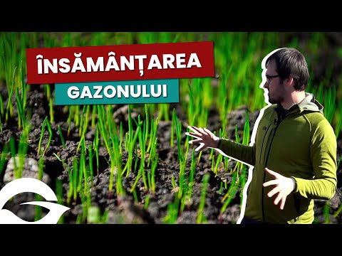 Video: Cum să plantați semințe de cireșe (cu imagini)