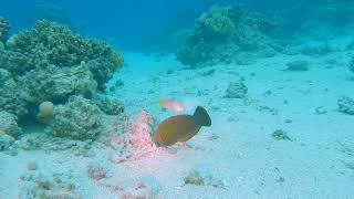 African Coris Coris Cuvieri - Mangrove Bay Egypt 13-3-2026