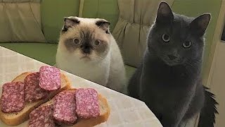 Самые смешные животные / Приколы с котами и собаками 2022 / LA #108 видео