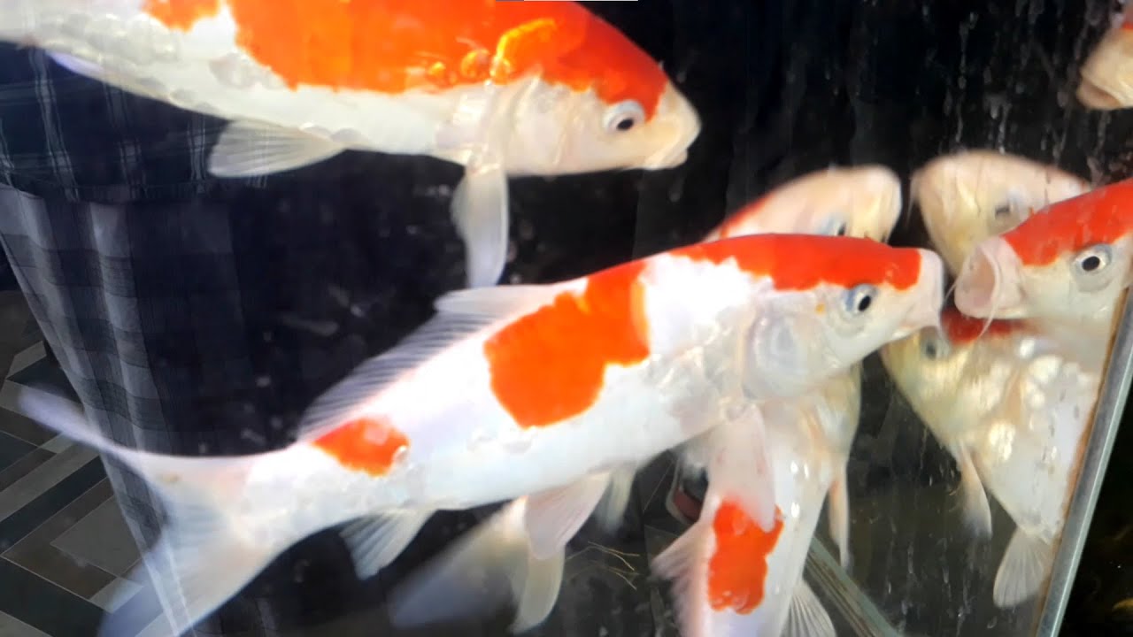 Guppy Guppies Electric Blue Ram Cichlid Goldfish Koi Carp Fish animals