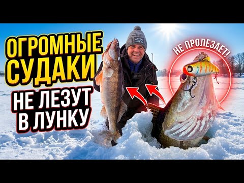 ОГРОМНЫЕ СУДАКИ не ЛЕЗУТ В ЛУНКУ Зимняя рыбалка на Вибы и раттлины