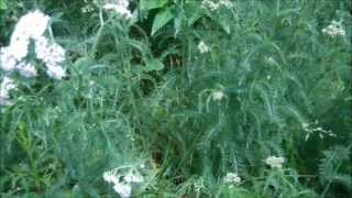 Http://www.growingupherbal.com/how-to-identify-and-use-yarrow/ - come
learn to identify and use yarrow for yourself your children!