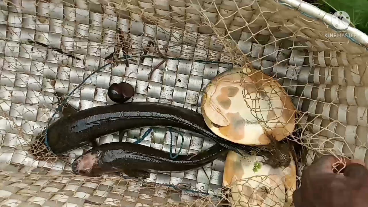 how to trap murrel fishes in lake | village fishing