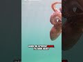 The Octopus’s 3-Heart Secret #octupus #oceanmysteries #deepsea #sciencetok