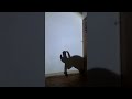 Dancing Shadow Hand Puppet || ViralHog