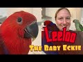 Introducing Leeloo - our baby Eclectus Parrot