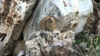Hyrax Singing on a Rock