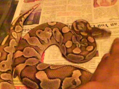 been My Ever Growing Ball Python Collection